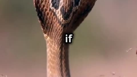 🐍 Black Mamba The Swift and Deadly Predator of the African Savannah 💥