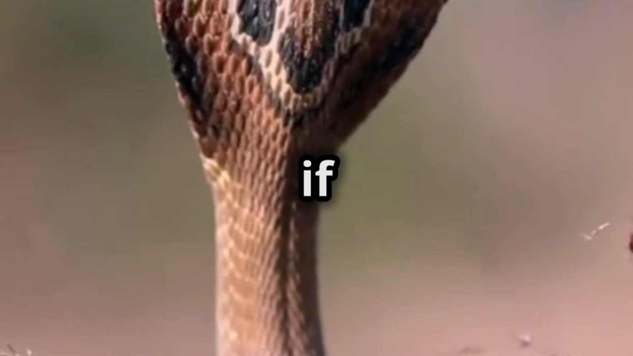 🐍 Black Mamba The Swift and Deadly Predator of the African Savannah 💥