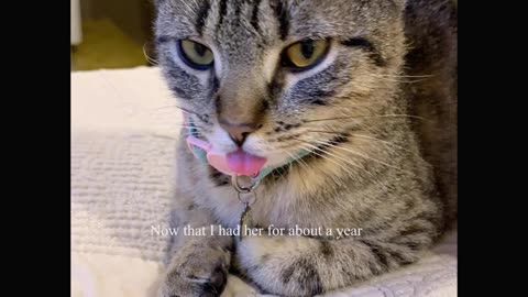 The Story of The Rescued Cat