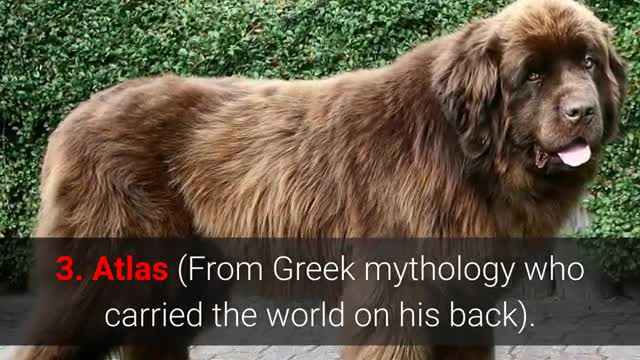 Que hermosos perritos son divinos