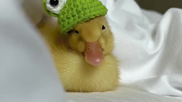 cute#duckling#petdduck