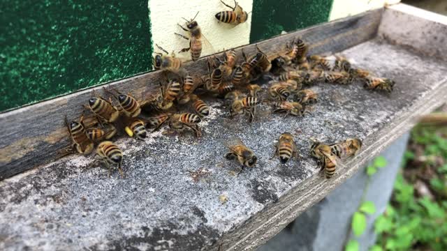 Bees on the landing board