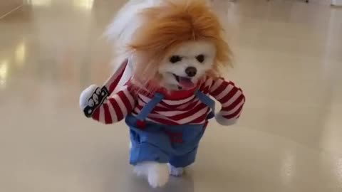 Dog Halloween Costume