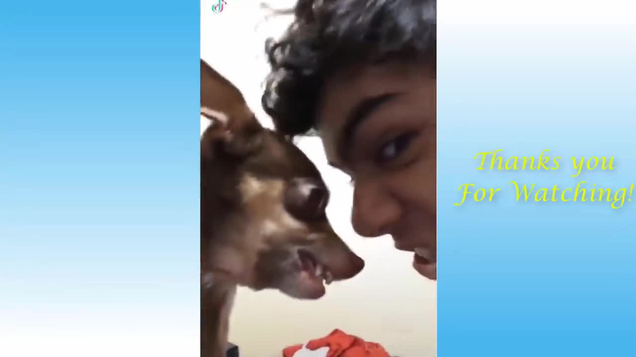 funny moments cats and dogs 9#