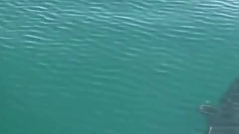 Dolphins swimming in front of a boat in the Bay of Islands