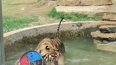 Water ballet
