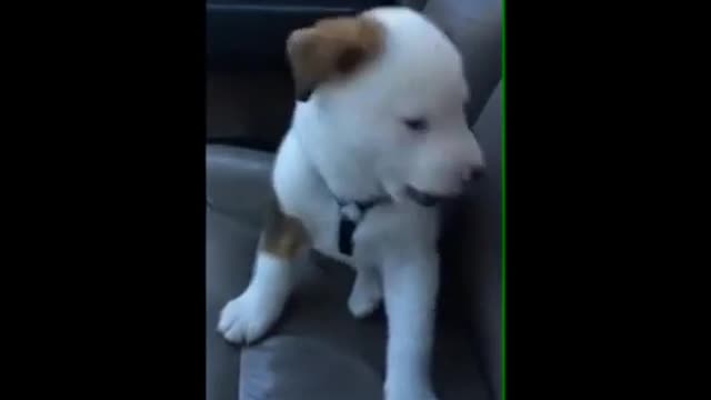 Dog gets angry at his own hiccup |