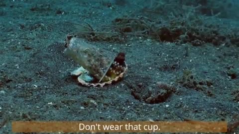 Diver convinces octopus to trade his plastic cup for a seashell | Octopus