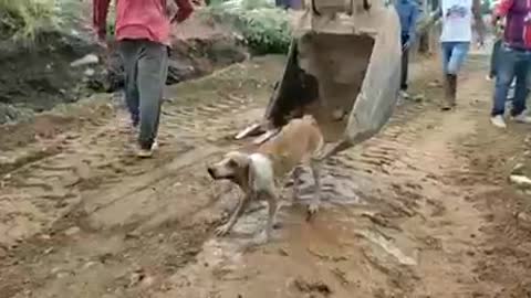 saving the dog