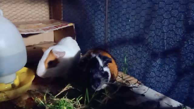 កណ្ដុរបារាំងស្អាតគួរឲ្យស្រឡាញ់