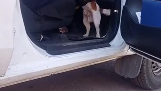The Patron Dog