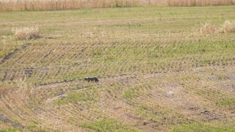 Honey Badger (Ratel): Nature's Fiercest Fighter | The Most Fearless Animal on Earth