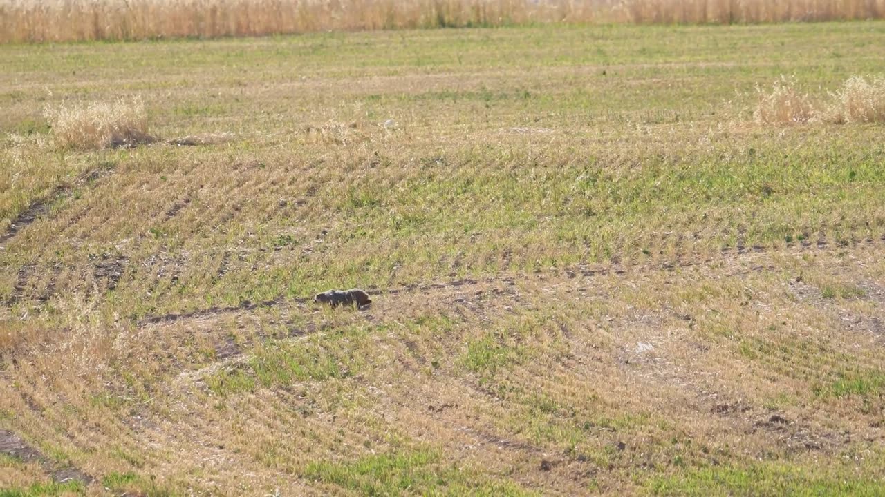 Honey Badger (Ratel): Nature's Fiercest Fighter | The Most Fearless Animal on Earth