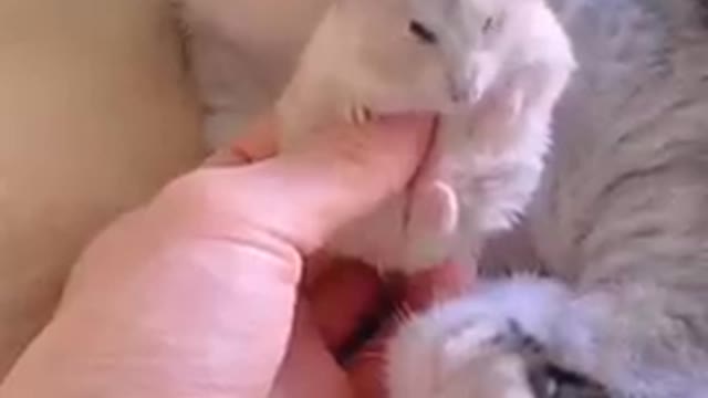 Funny Cat With Mousse #tiktok #shorts