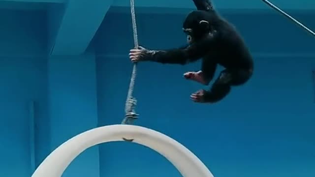 orangutans