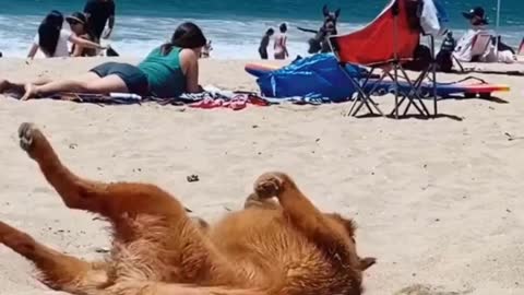 Golden Retriever Enjoying The Beech 😂🤣