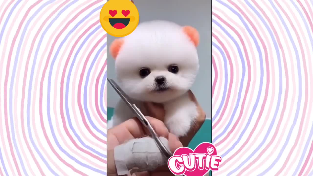 Cute Baby Fur ❤️ Having Her Hair Trimmed