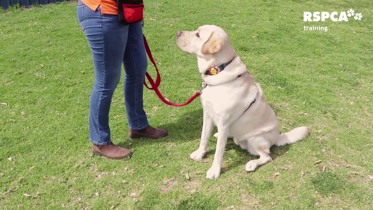 FREE DOG TRAINING SERIES