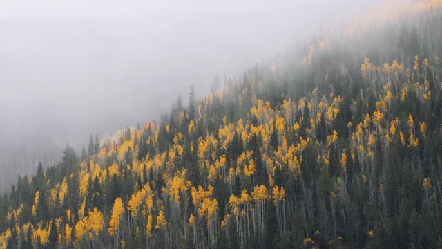 fog-and-mist-billows-over-fall-foliage-forest-in-colorado-autumn_SLfpq8Lye