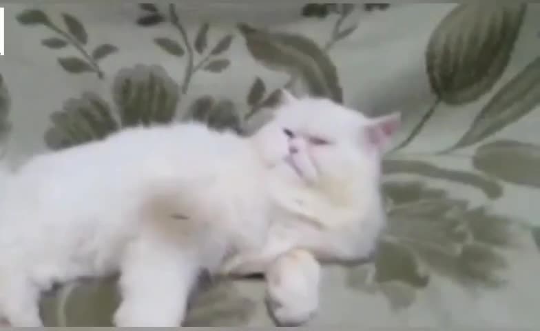 Kitten gets intense bursts of energy right before bedtime