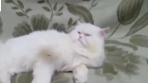 Kitten gets intense bursts of energy right before bedtime