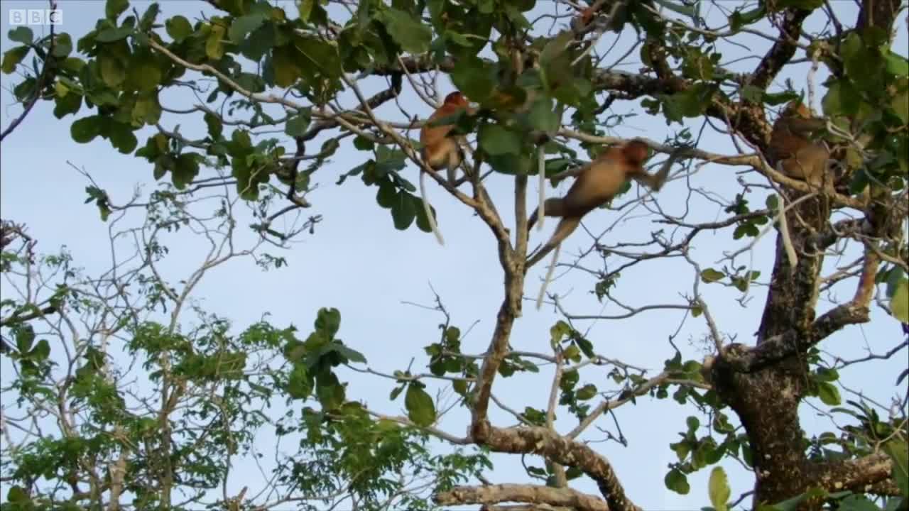 The Proboscis Monkey | Lands of the Monsoon | BBC Earth