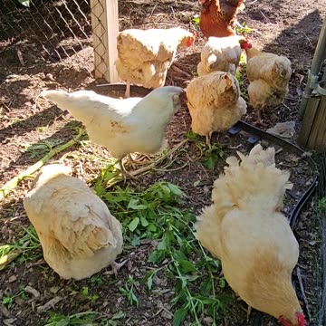 OMC! The group dines on greens when Brownie shows up to join them!