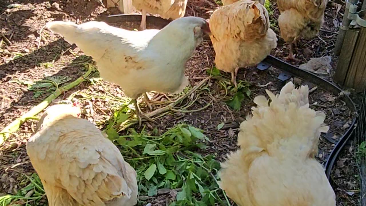 OMC! The group dines on greens when Brownie shows up to join them!