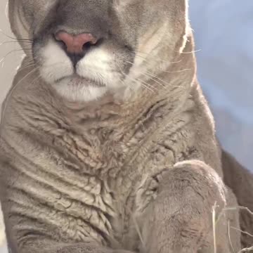 Majestic mountain lion 😊