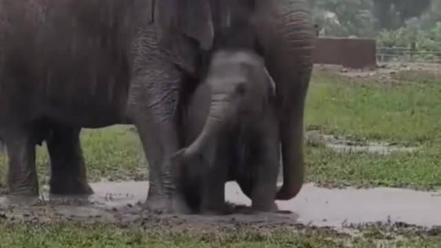 Mama is the umbrella that gives you shelter (African elephant)