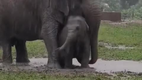 Mama is the umbrella that gives you shelter (African elephant)