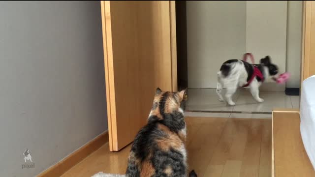 French Bulldog desperately tries to play with unamused cat