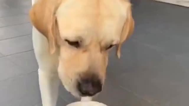 Funny Puppies Videos, Cute Puppies, Labrador Retriever