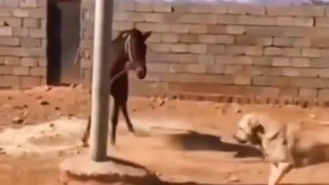 Horse 🐎 v/s dog 🐕