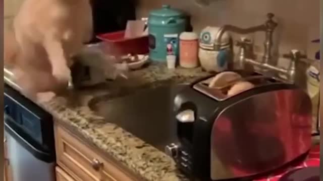 Toaster Popping Scares Cat