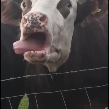 Crazy cow tongue