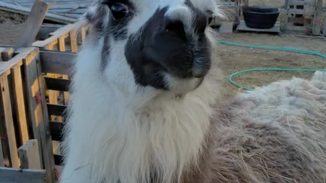 Bolt the Llama