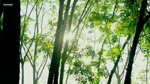 Soothing violen music | Relaxing Music| Meditation!| Nature