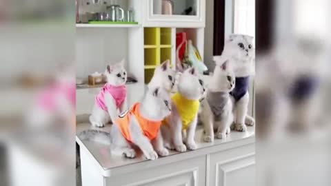 Baby Cats - Cute and Funny Cat Videos #1