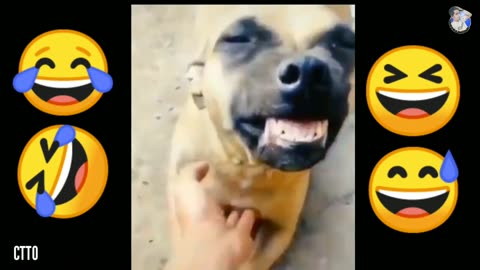 memes 2020 of dog laugh hihihi