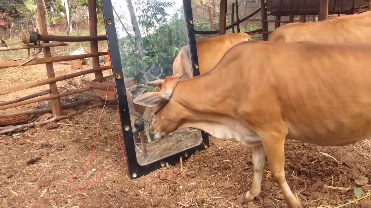 Fanny Cow Video