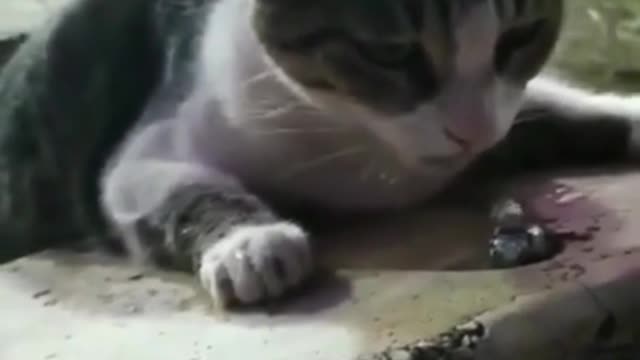 Cute cat drinking water