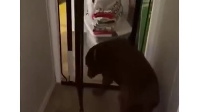 Cute Dogs Being Funny