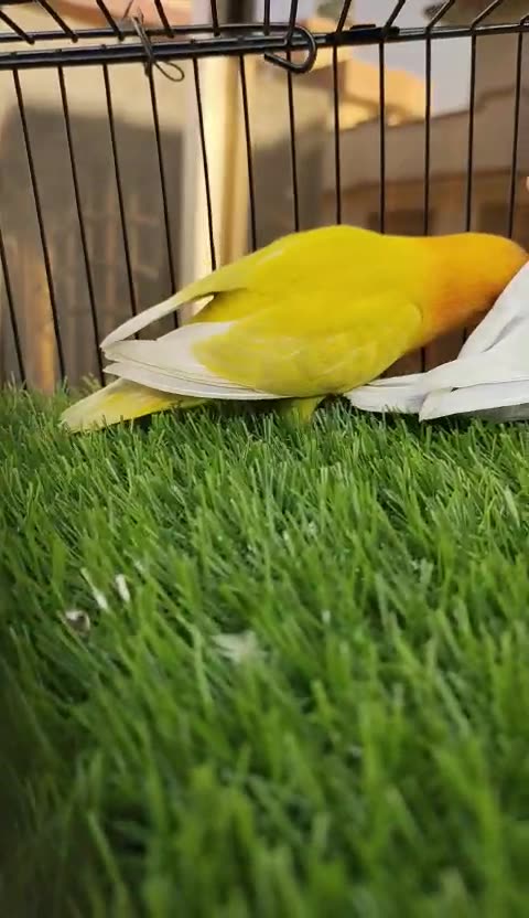 Blue pastel ino and pastel blue ino age 3 months