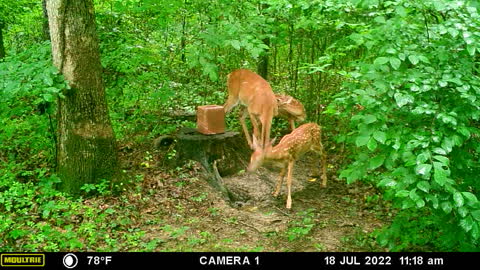 Doe with twins