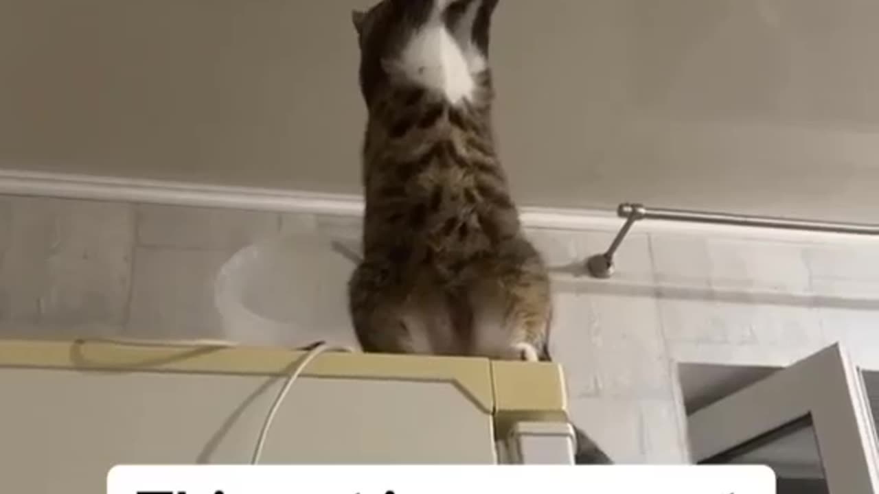 Cats and Dog Comedy Universe: Where Laughter Never Ends!
