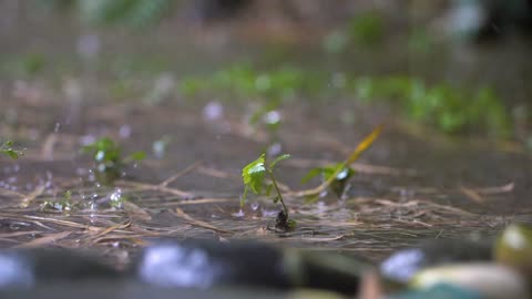 Long Shot of Tiny Plant In Rain Storm