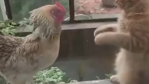 🐔 vs 🐱