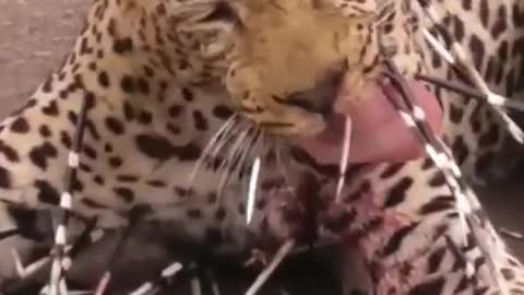 Leopard almost died by Porcupine thorn. 😱 #shorts #animals #viral