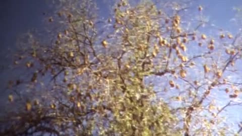 video1 - Family Video Mozambique 60 an 70